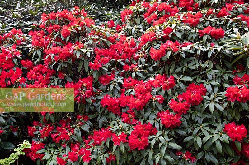 Rhododendron 'Wilgens Ruby' 