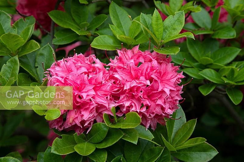 Rhododendron 'Petrouchka' 