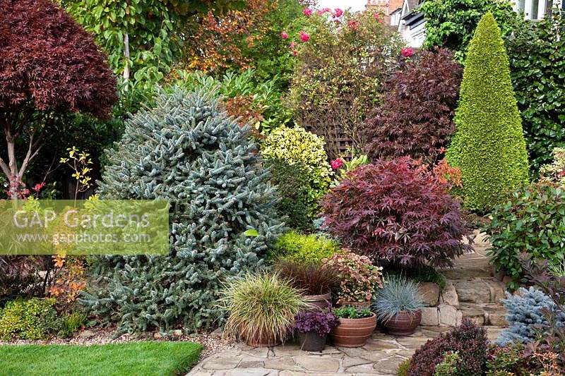 Mixed border of conifers and acers in Four Seasons Garden, Walsall, West Midlands, UK