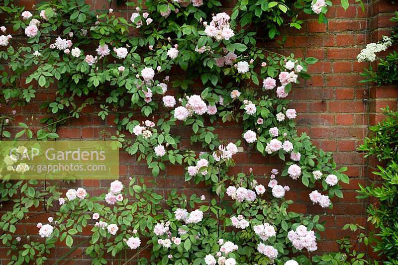 Rosa 'Climbing Cecile Brunner' - Rose - against a brick wall