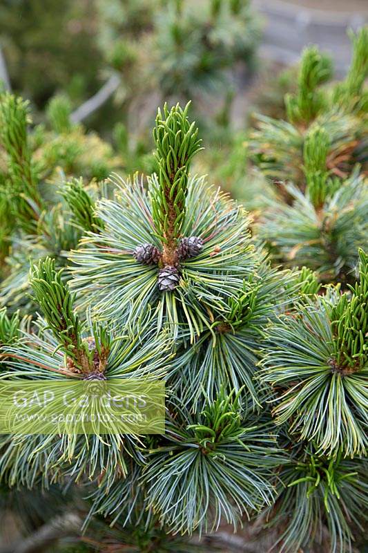 Pinus pumila 'Draijer's Dwarf' 