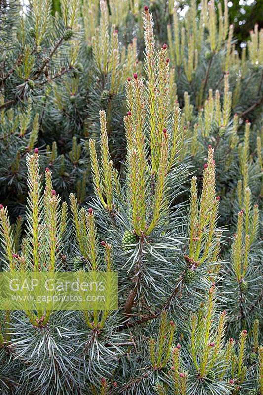 Pinus sylvestris 'Beuvronensis' 