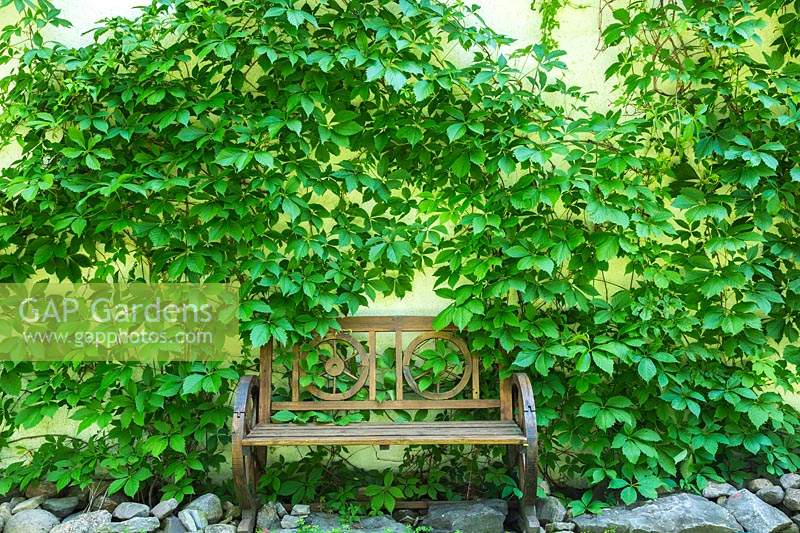 Wooden wagon wheel designed garden bench in rock edged border with Parthenocissus growing on white stucco house wall.