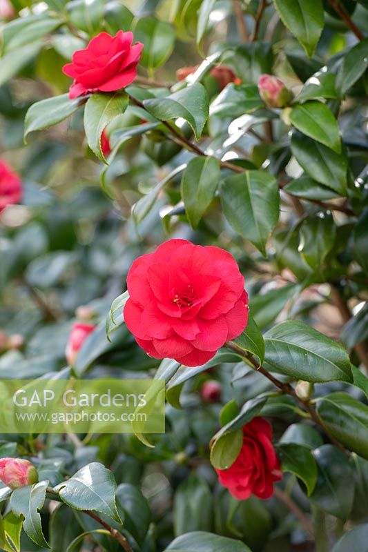 Camellia japonica 'Ace of Hearts'