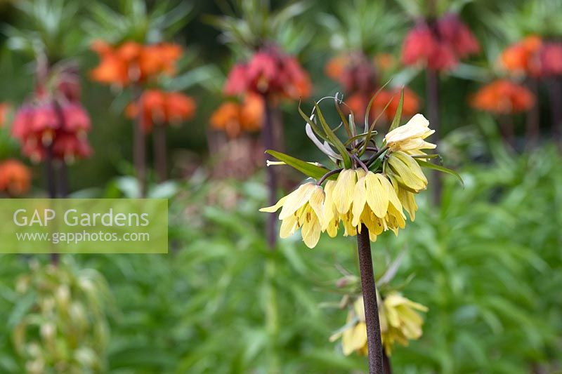 Fritillaria imperialis 'Helena' -  Crown Imperial 