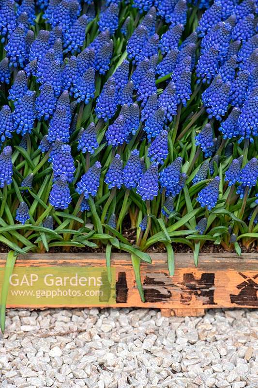 Muscari Lindsay - Grape hyacinth flowers in a wooden tray