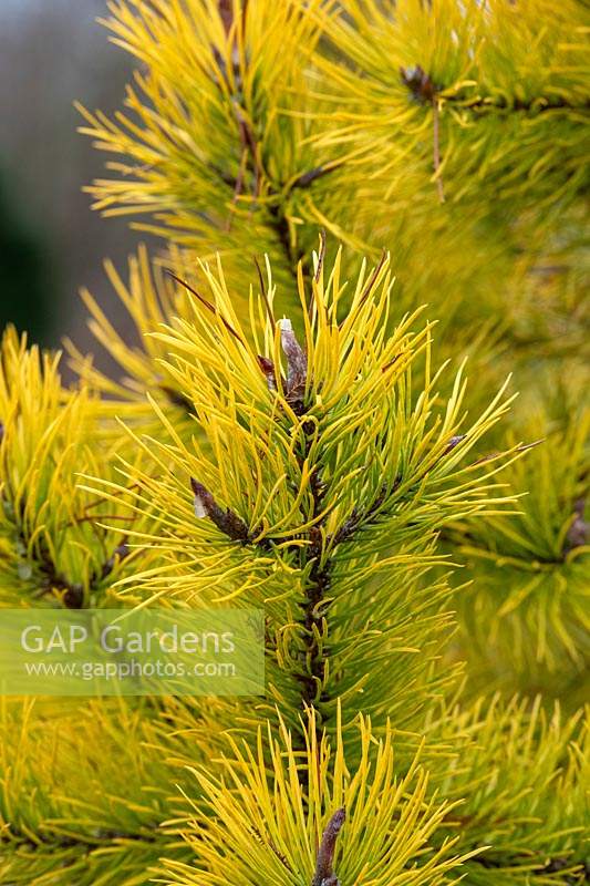 Pinus contorta 'Chief Joseph' - Lodgepole Pine 