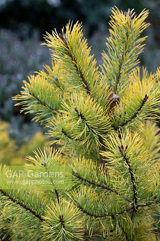 Pinus contorta 'Chief joseph' - Lodgepole pine 'Chief Joseph' foliage in winter