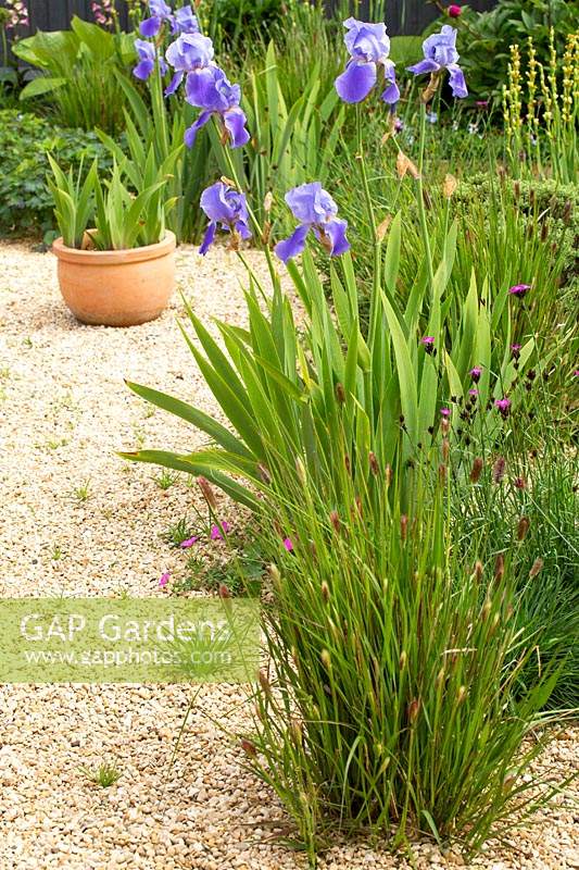 Pennisetum 'Red Buttons ', Dianthus carthusianorum and Iris Pallida grow well in the gravel garden.
