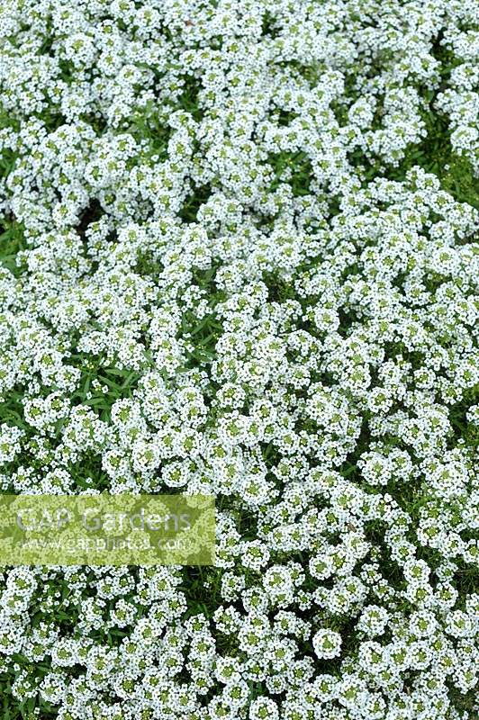 Viewed from above Lobularia 'Easy Breeze White'