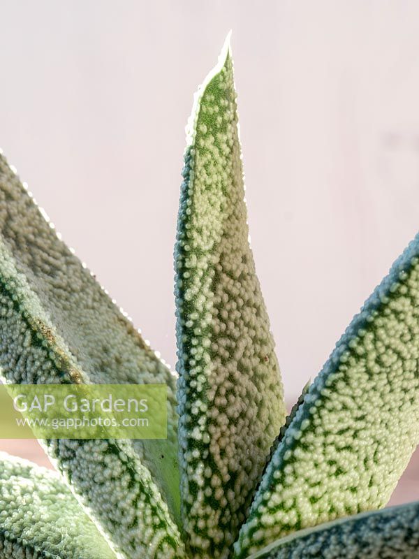 Gasteria barbae - close up of leaf pattern