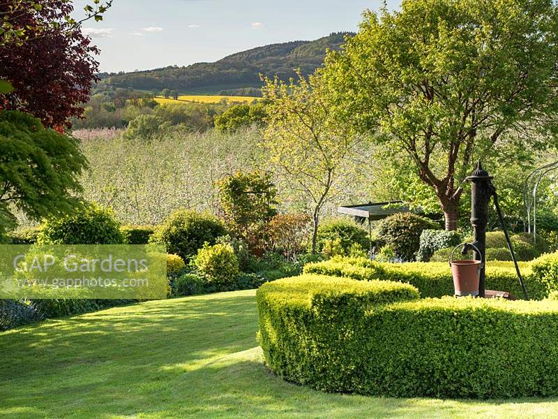 A lawn with low circular Buxus - Box - hedge around a vintage water pump and a mixed border, view of the apple orchards and hills beyond the garden boundary