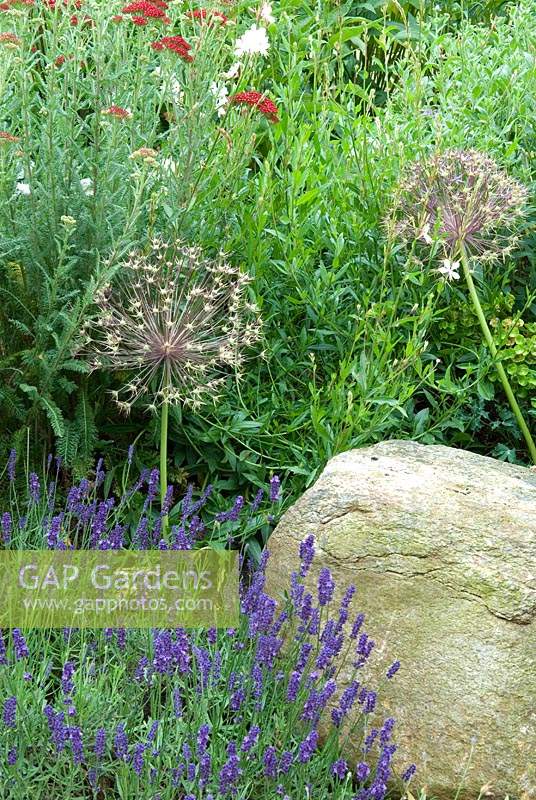 Allium seed heads in border with Lavender and other herbaceous plants and large rock for added structure 