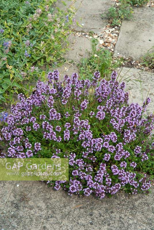 Thymus - Thyme - growing between paving slabs - Open Gardens Day 2013, Middleton, Suffolk