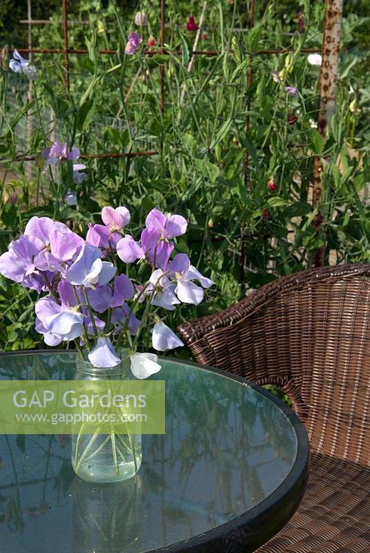 Lathyrus odoratus - Sweet Pea arrangement in jam jar on garden table - Open Gardens Day 2013, Middleton, Suffolk
