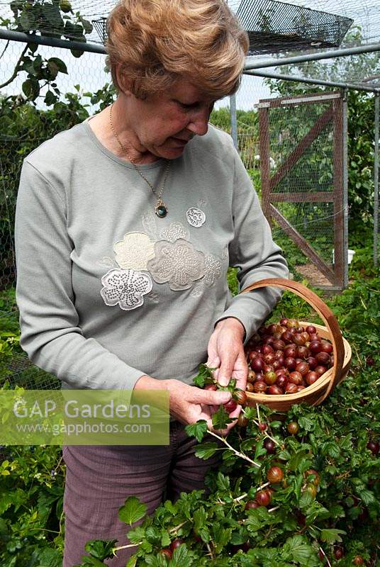 Woman picking red Gooseberries