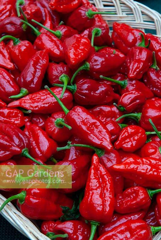 Basket of Chillies