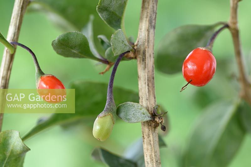 Lycium barbarum  Tibetan Goji berry  Ripe and unripe fruit  