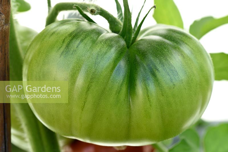 Solanum lycopersicum  'Black Russian'  Beefsteak tomato  Syn.  Lycopersicon esculentum  Unripe fruit in greenhouse  
