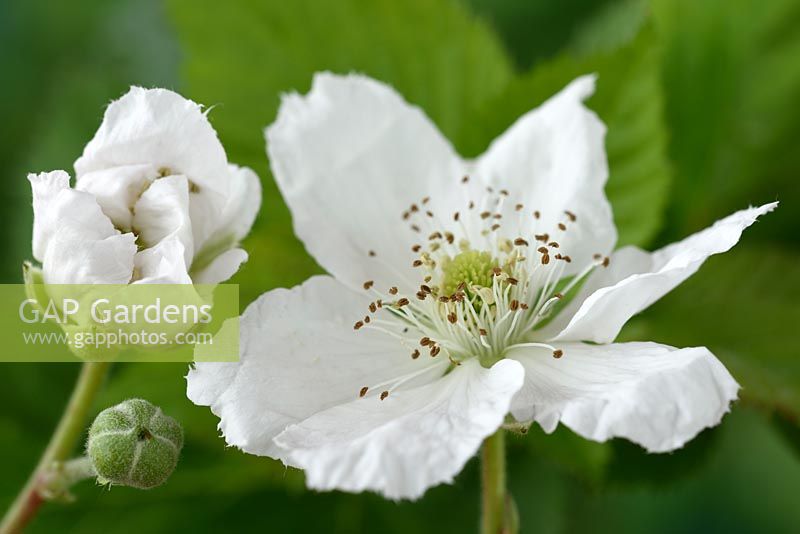 Rubus fruticosus 'Dart's Black Cascade'  - Blackberry   