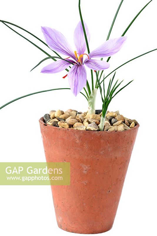 Crocus sativus  - Saffron crocus or Autumn-flowering Crocus, flowering bulb growing in terracotta pot topped with gravel