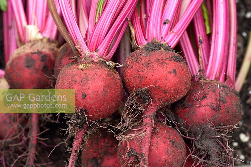 Beta vulgaris  'Chioggia'  Beetroot  Freshly lifted roots  