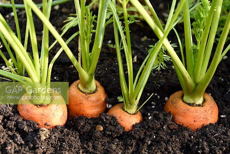 Daucus carota  'Caracas'  Carrot  