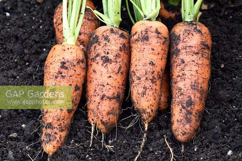 Daucus carota  'Caracas' - Carrot, freshly-lifted roots covered with soil