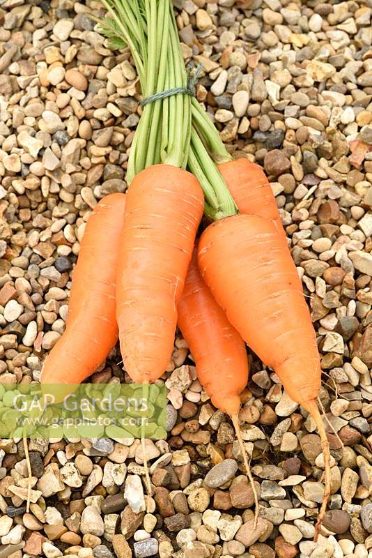Daucus carota  'Caracas'  Carrot  Washed carrots in bunch  
