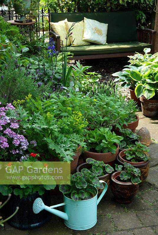 Pots of Geraniums, Herbs and Hostas near garden bench with cushions - Open Gardens Day, Wivenhoe, Essex