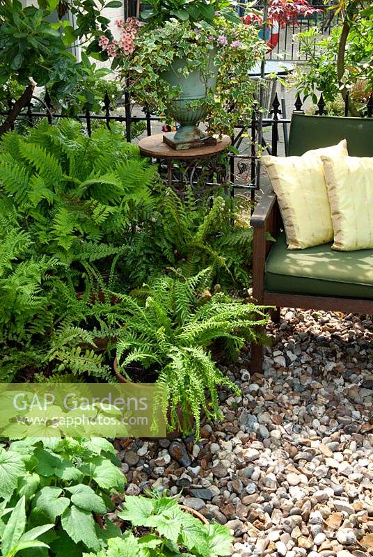 Assorted Ferns in pots and variegated Hedera - Ivy - in urn on table beside garden bench with cushions - Open Gardens Day, Wivenhoe, Essex
