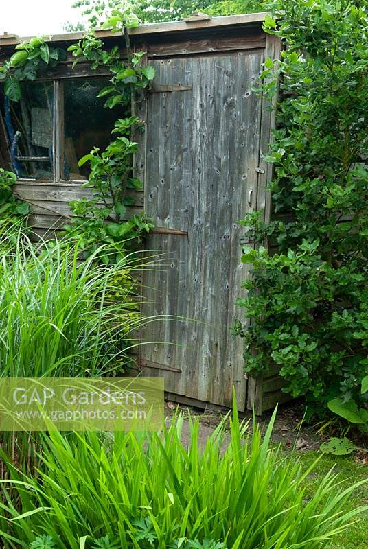 Old shed - Open Gardens Day, Wivenhoe, Essex