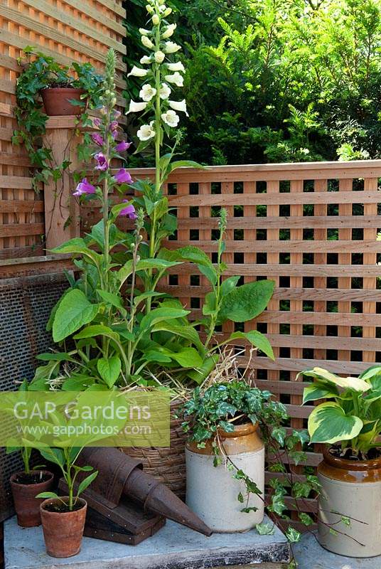 Container grown plants against trellis fence, including trailing Hedera, Digitalis, Capsicum and Hosta. Common names trailing Ivy, Foxglove, Bell Pepper and Hosta - RHS Chelsea Flower Show
