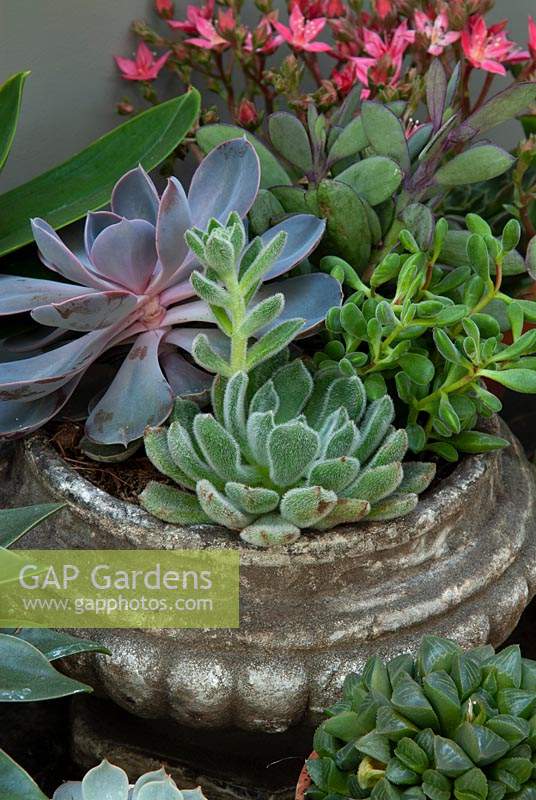Assorted succulent plants in old  stone pot - RHS Chelsea Flower Show