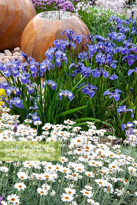 Swathes of Irises and Anthemis punctata with stone water features in background - RHS Chelsea Flower Show