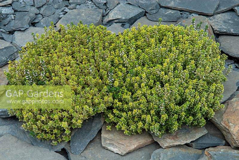 Variegated Thyme growing on slate bed - RHS Chelsea Flower Show
