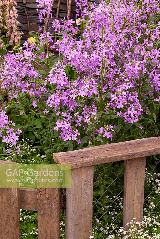 Hesperis matronalis Purpurea - Purple Sweet Rocket - against fence and gate - RHS Chelsea Flower Show