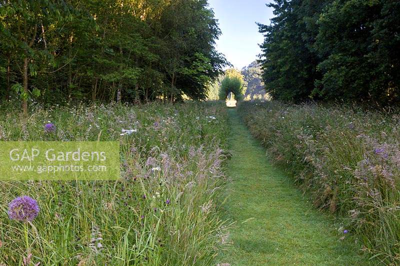 Wildflower meadow with pathway leading to living willow arch. Plants include knapweed - Centaurea nigra, allium - Allium cristophii, oxeye daisy - Leucanthemum vulgare,  and field scabious - Knautia arvensis