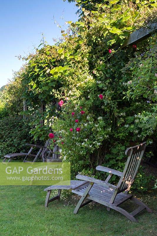Wooden steamer chairs under the pergola with a cerise rose and honeysuckle - Lonicera periclymenum 'Graham Thomas' cascading down..