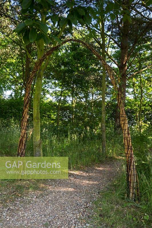 Willow archway framing a gravel path in the woodland - Salix sp.
