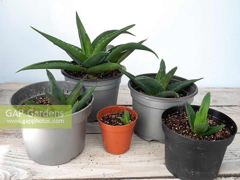 Potted on baby pup plants from aloe vera main stem