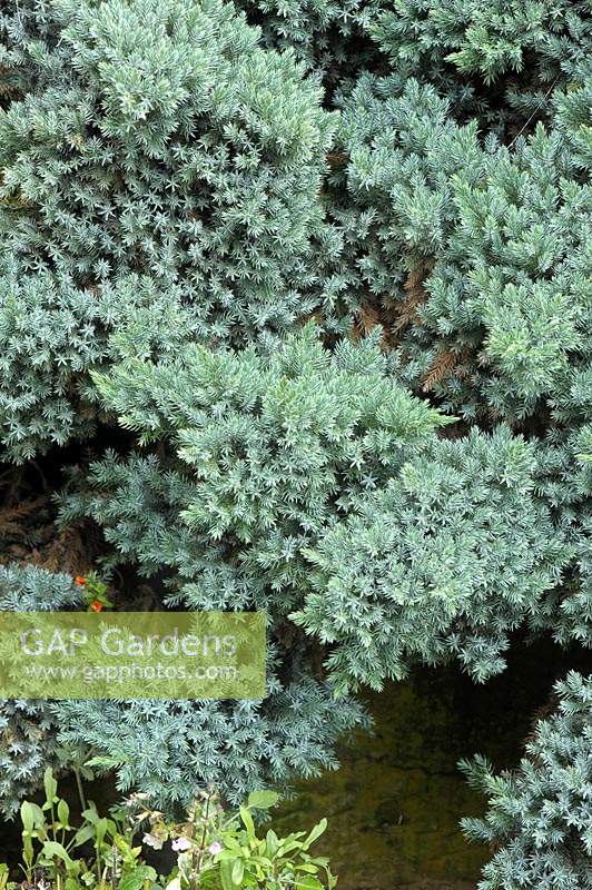 Juniperus squamata 'blue star'
