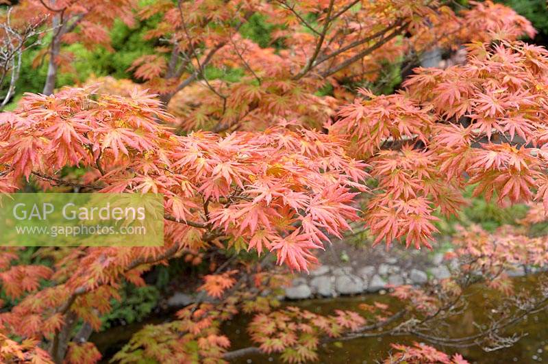 Acer shirasawanum var. palmatifolium Japanese Maple