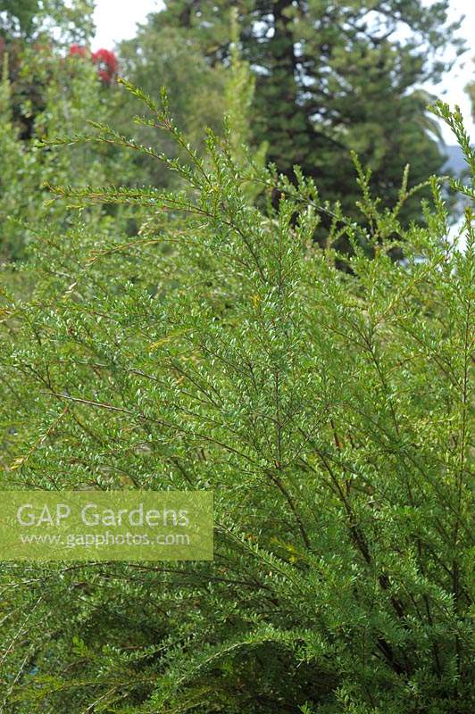 Micrantheum hexandrum 'River Tridentbush'