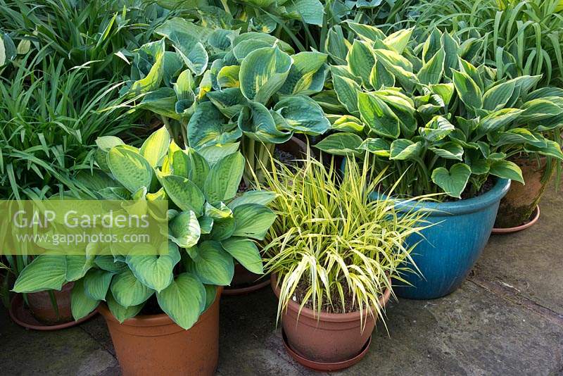 Hostas including 'June' and 'Captain Kirk' and Hakonechloa macra 'Aureola' planted in pots.