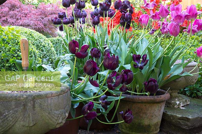 Tulipa growing in pots including Tulipa 'Queen of Night' 