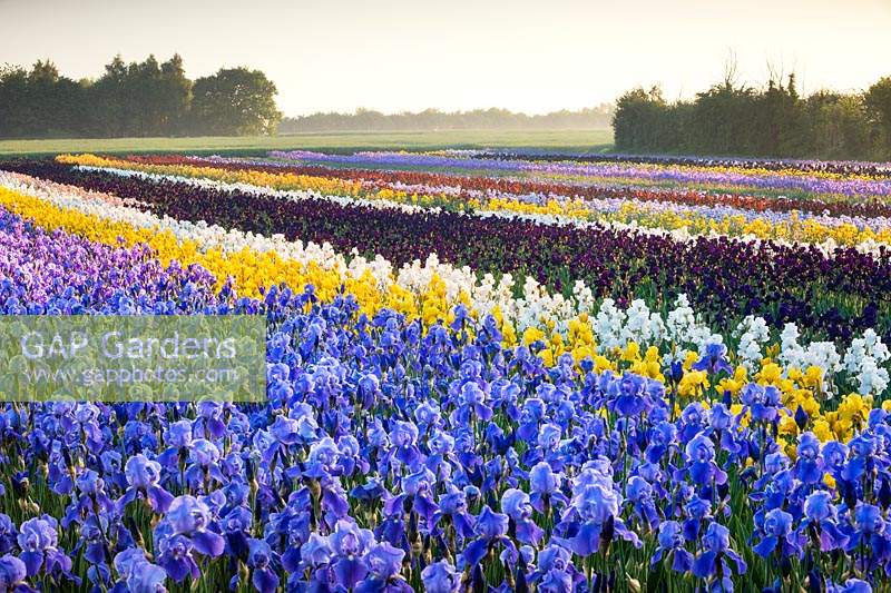 Howard Nurseries open ground bearded Iris fields in May. Iris 'Blue Rhythm' in foreground then Iris 'Berkley Gold', Iris 'Winter Olympics' 
