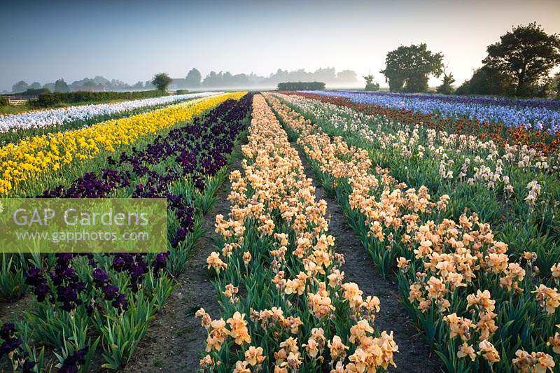 Howard Nurseries - Open ground Bearded Iris fields. Iris 'Black Swan' and Iris 'Pink Charm' in centre flanked by Iris 'Ola Kala' on left and Iris 'Chantilly' on right.