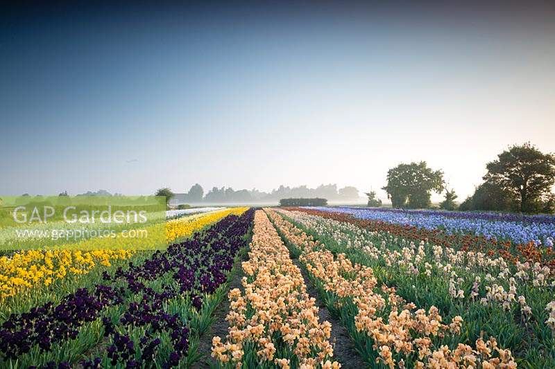 Howard Nurseries open ground bearded Iris fields in May. 