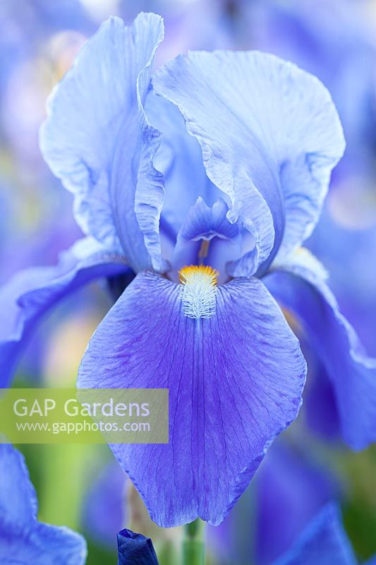 Iris 'Blue Rhythm', Bearded Iris. Perennial, May.